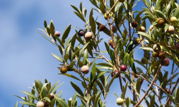 Première fête de l’olive