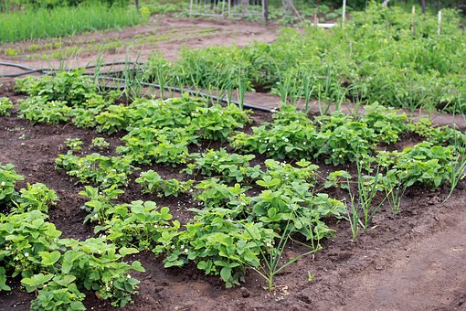 Avis de mise à disposition de terrains communaux