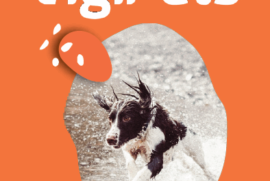 Service VIGIPETS : toutes les infos utiles